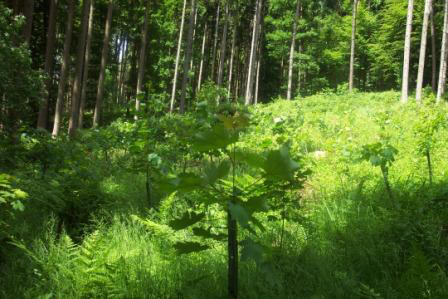 Nachhaltige Forstwirtschaft
